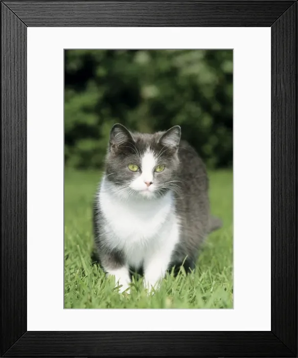 Framed Print : Cat. ME-518. CAT - STANDS IN GRASS. Johan De Meester Framed Print : Cat. ME-518. CAT - STANDS IN GRASS. Johan De Meester