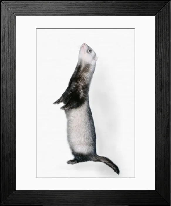 Framed Print : Pet Ferret standing on hind legs