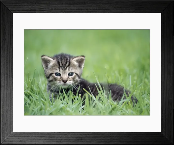 Framed Print : Cat - kitten in grass Framed Print : Cat - kitten in grass
