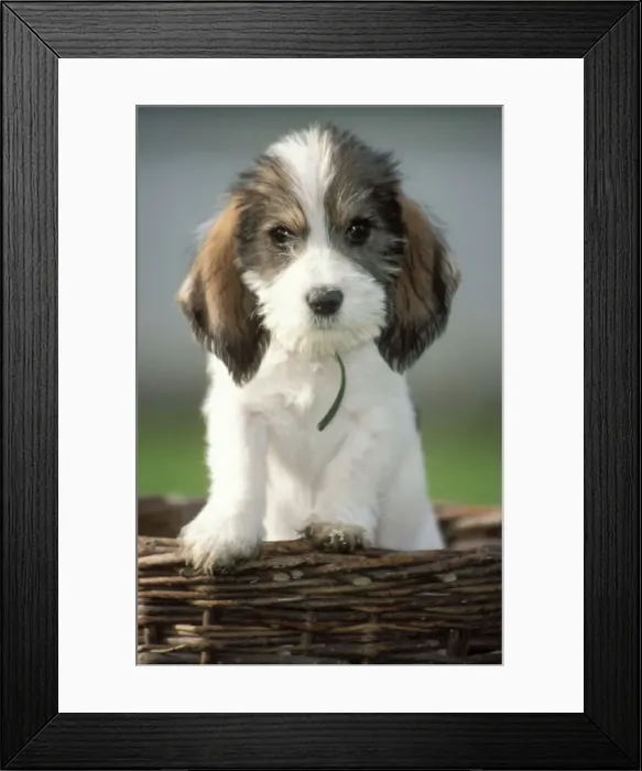 Framed Print : Gran Basset Griffon Vendeen Dog Puppy Framed Print : Gran Basset Griffon Vendeen Dog Puppy