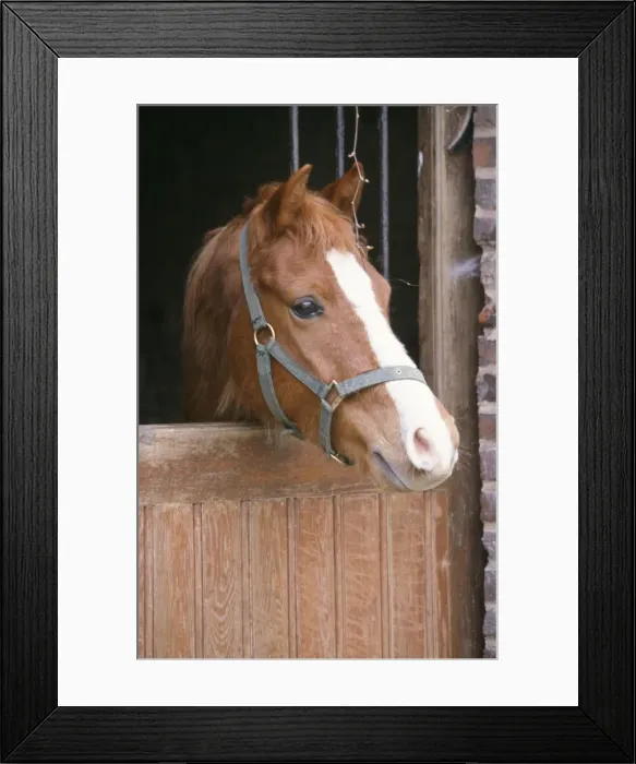 Framed Print : Horse - Pont head over stable door Framed Print : Horse - Pont head over stable door