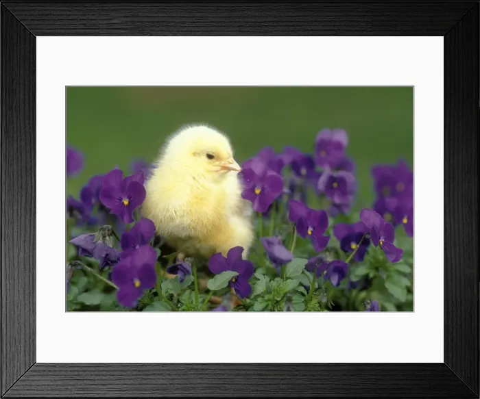 Framed Print : Chicken Chick in pansies Framed Print : Chicken Chick in pansies