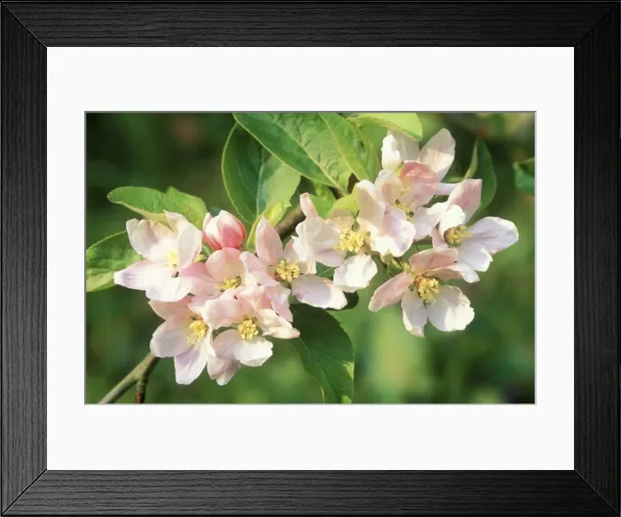 Framed Print : Apple Tree Blossom Framed Print : Apple Tree Blossom