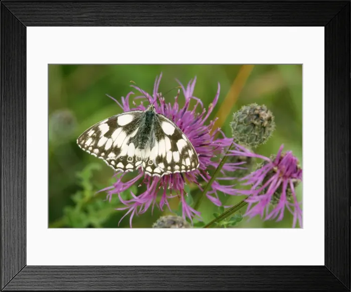 Framed Print : Marbled White Butterfly Distribution: Widespread in Southern UK, North Africa & East to Iran Framed Print : Marbled White Butterfly Distribution: Widespread in Southern UK, North Africa & East to Iran