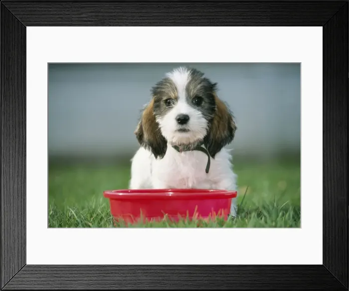 Framed Print : Grand Basset Griffon Vendeen Dog Pup, sitting with red bowl Framed Print : Grand Basset Griffon Vendeen Dog Pup, sitting with red bowl
