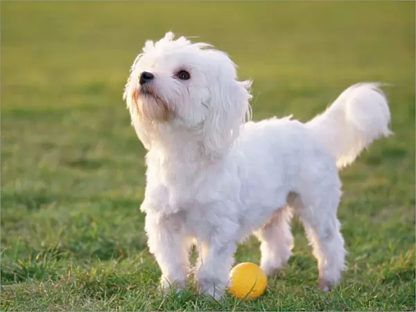 Maltese Terrier Dog - side view with ball