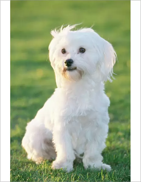 Maltese Terrier - sitting upright, facing forward