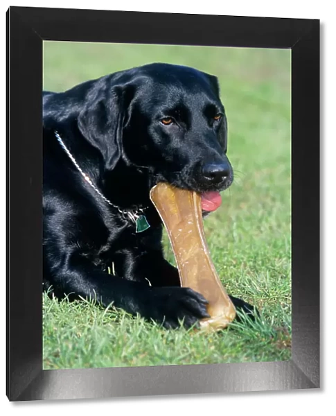 Labrador Dog - with chew