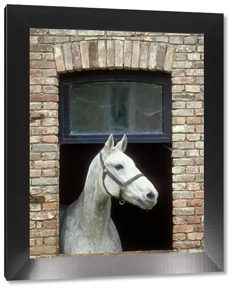 Horse Flea bitten grey colouring. Standing with head through open window