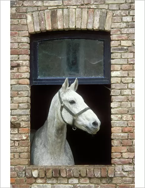 Horse Flea bitten grey colouring. Standing with head through open window