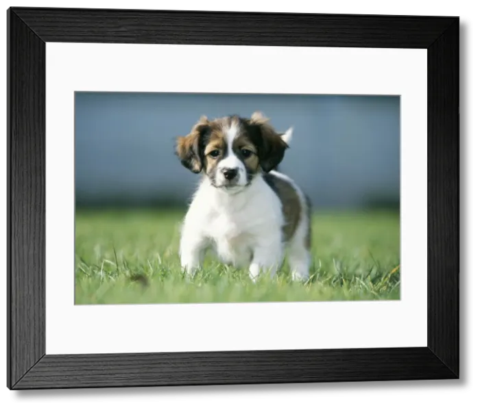 Framed Print : Jack Russel / Dachshund Mongrel Dog Puppy standing Framed Print : Jack Russel / Dachshund Mongrel Dog Puppy standing