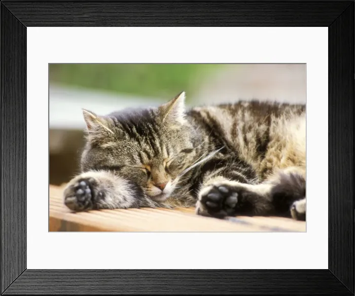 Framed Print : Cat Side view of Tabby sleeping Framed Print : Cat Side view of Tabby sleeping