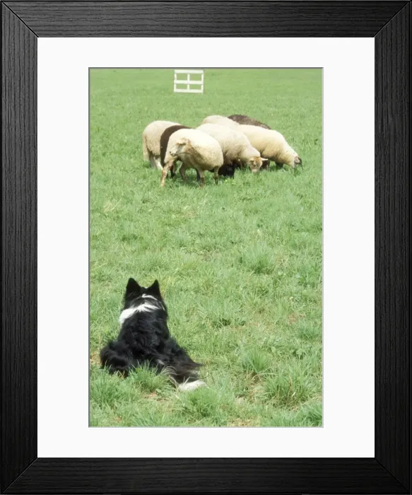 Framed Print : Border Collie Dog Working sheepdog with sheep Framed Print : Border Collie Dog Working sheepdog with sheep