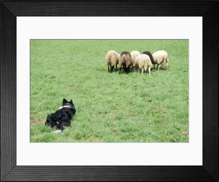 Framed Print : Border Collie Dog Working sheepdog with sheep Framed Print : Border Collie Dog Working sheepdog with sheep