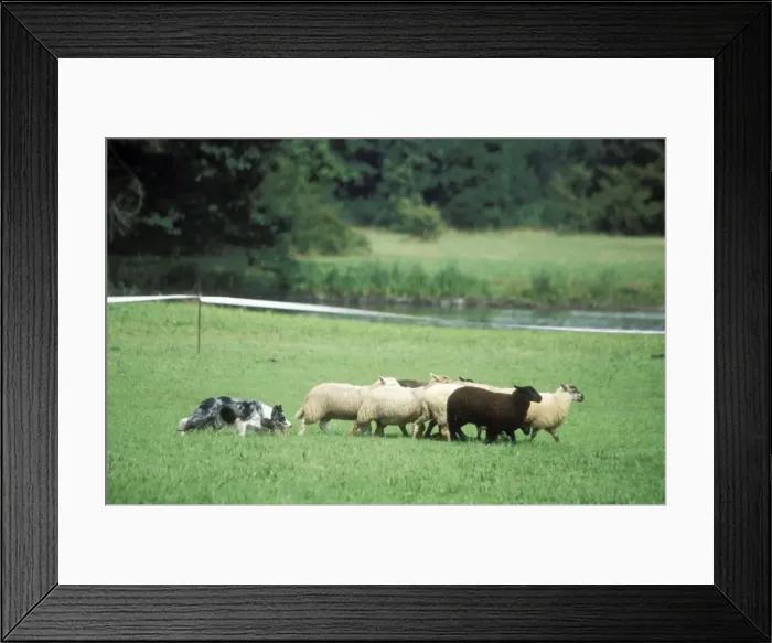 Framed Print : Border Collie Dog Working sheepdog with sheep Framed Print : Border Collie Dog Working sheepdog with sheep