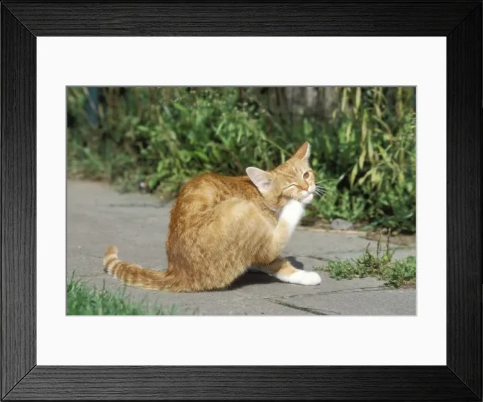 Framed Print : Cat Ginger & white cat, scratching Framed Print : Cat Ginger & white cat, scratching