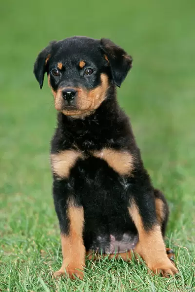 Rotweiller Dog Puppy sitting upright on grass