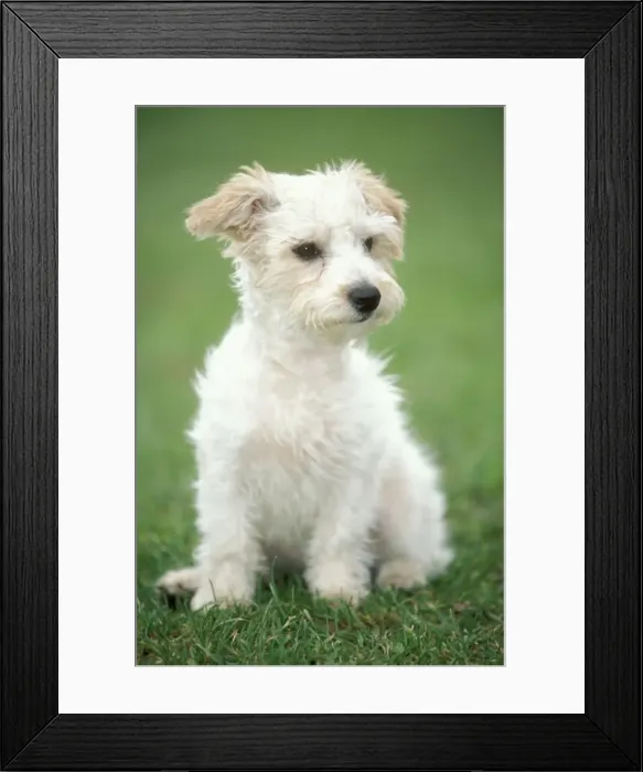 Framed Print : Mongrel Jack Russell Dog Sitting on grass Framed Print : Mongrel Jack Russell Dog Sitting on grass