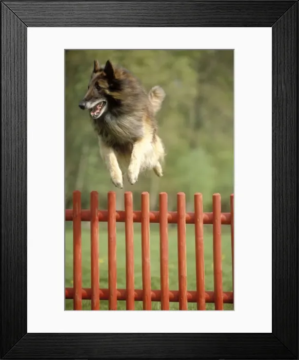Framed Print : Belgian Tervuren Dog Jumping over fence