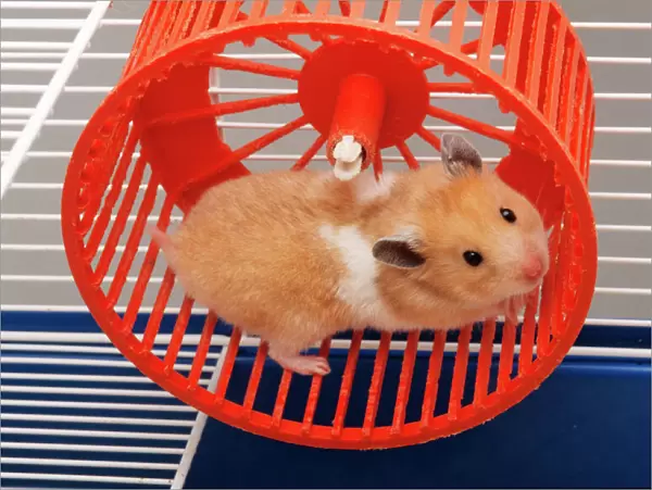 Golden Hamster  /  Syrian - in hamster wheel