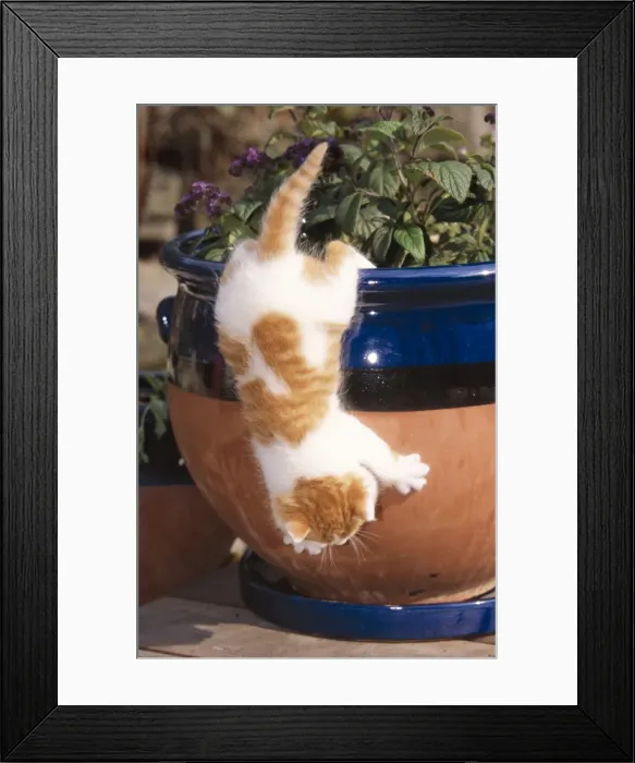 Framed Print : Cat Ginger & White Kitten climbing down flower pot Framed Print : Cat Ginger & White Kitten climbing down flower pot