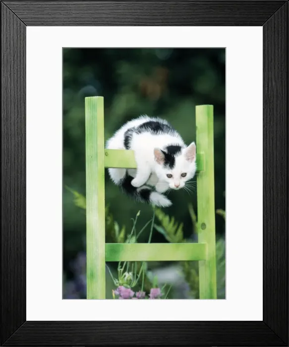 Framed Print : Cat Black & White Kitten Framed Print : Cat Black & White Kitten