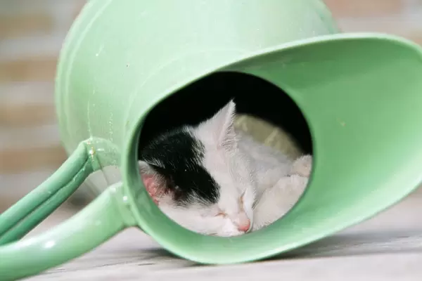 Cat Black & White kitten in a watering can