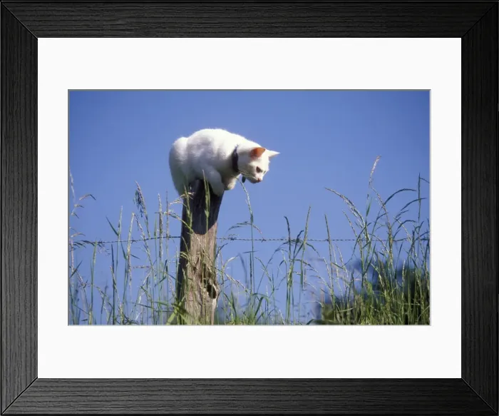 Framed Print : White Cat perched on post watching for mice