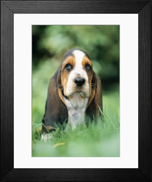 Framed Print : Dog - Basset Hound puppy