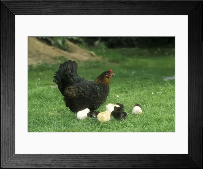 Framed Print : Chicken With chicks