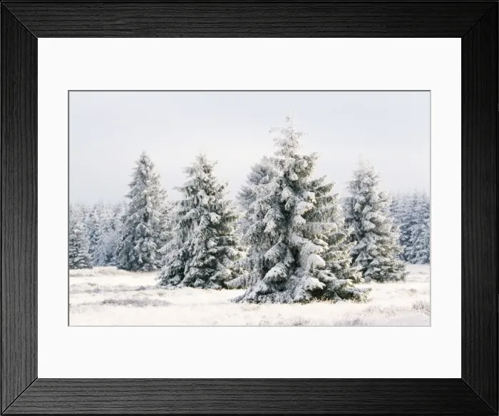 Framed Print : Snow Conifers in winter landscape. High-moor Nature Reserve, Belgium Framed Print : Snow Conifers in winter landscape. High-moor Nature Reserve, Belgium