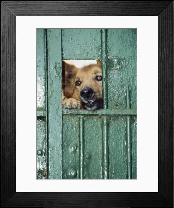 Framed Print : Mongrel Dog - looking through gate, guarding Framed Print : Mongrel Dog - looking through gate, guarding