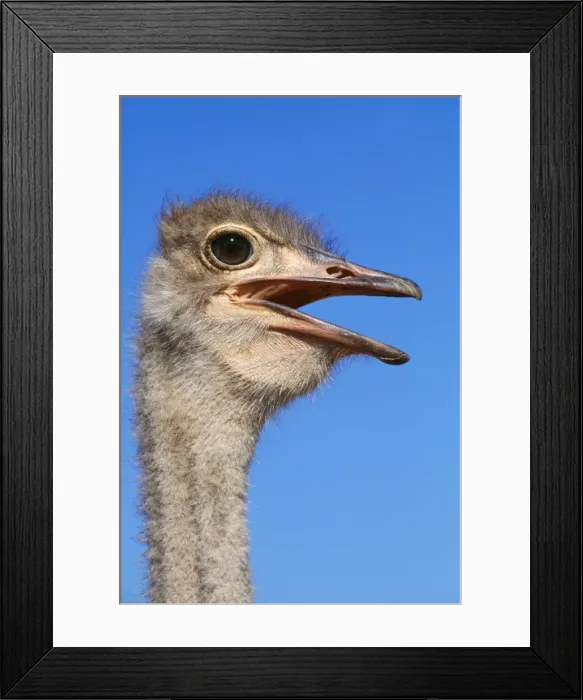 Framed Print : Ostrich - close up of head & neck Framed Print : Ostrich - close up of head & neck