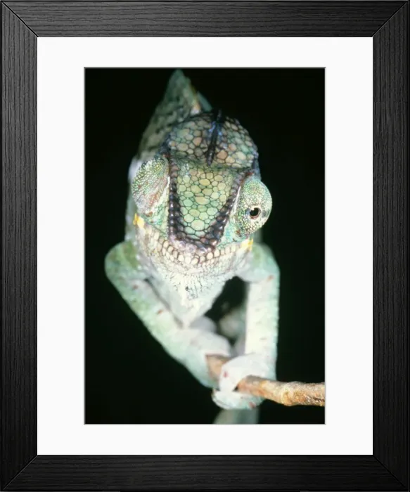 Framed Print : Chameleon - showing eyes swiveling Framed Print : Chameleon - showing eyes swiveling