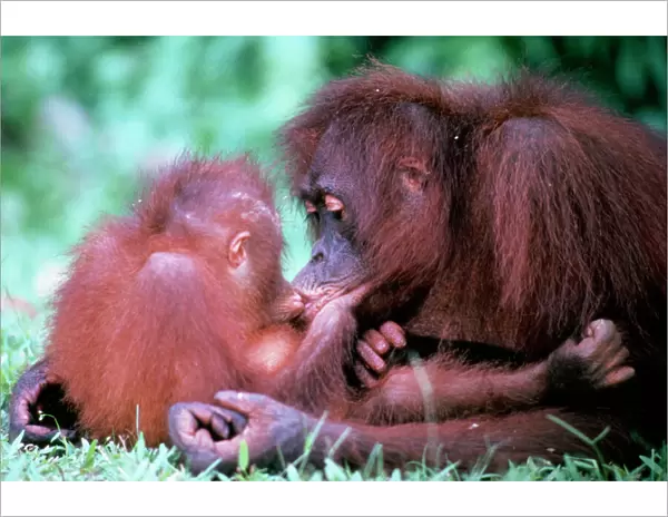 Orang-utan - mother & baby, kissing