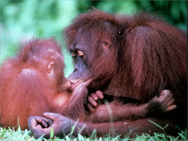 Orang-utan - mother & baby, kissing