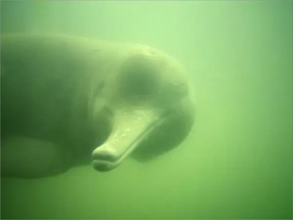 Baiji - Also known as: Chinese river dolphin Yangtze River dolphin white flag dolphin and whitefin dolphin. Yangtze River, China