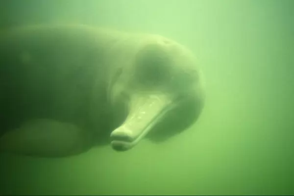 Baiji - Also known as: Chinese river dolphin Yangtze River dolphin white flag dolphin and whitefin dolphin. Yangtze River, China