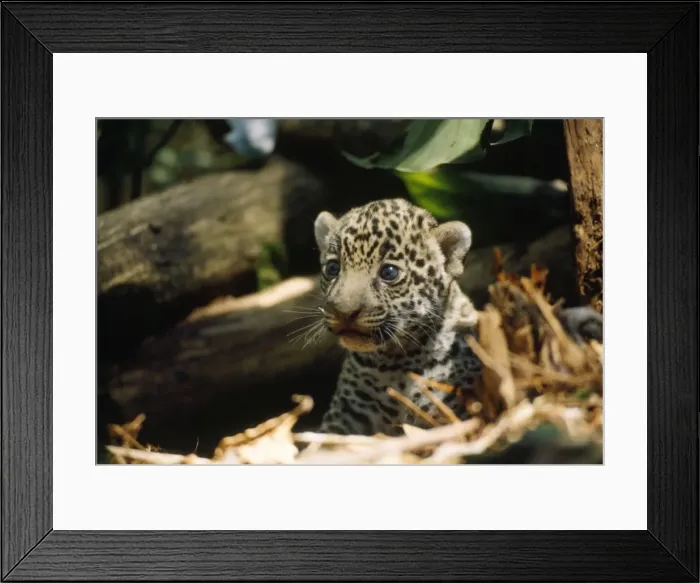 Framed Print : Jaguar - 4 week old cub on forest floor. Amazonas, Brazil Framed Print : Jaguar - 4 week old cub on forest floor. Amazonas, Brazil