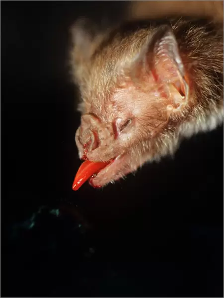 Common Vampire Bat - close-up of head when feeding, tongue extended