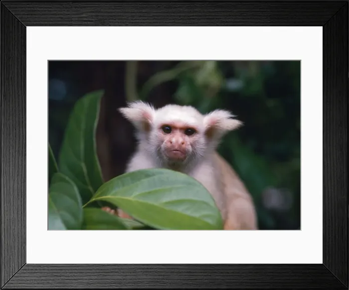 Framed Print : Golden-white Tassel-eared Marmoset Amazon, Brazil, South America Framed Print : Golden-white Tassel-eared Marmoset Amazon, Brazil, South America