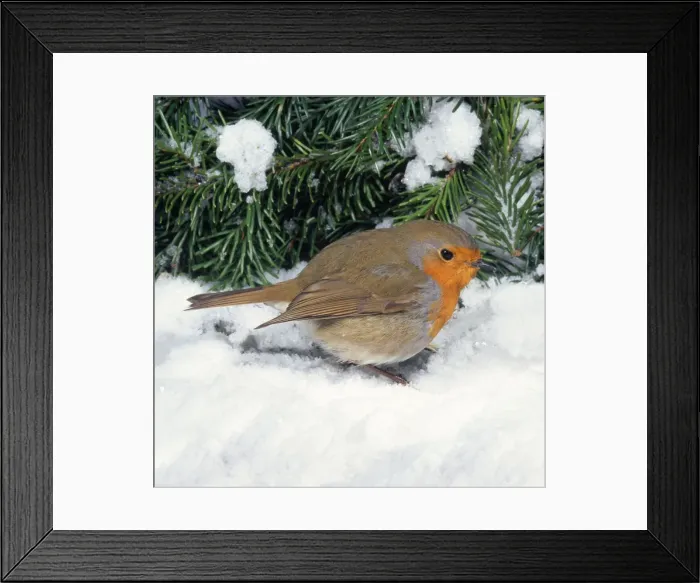 Framed Print : Robin in snow Framed Print : Robin in snow
