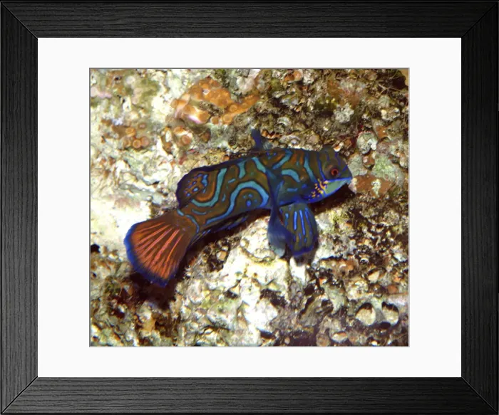 Framed Print : Mandarin Fish- shallow coastal waters around East Indies, Queensland and Philippines Framed Print : Mandarin Fish- shallow coastal waters around East Indies, Queensland and Philippines