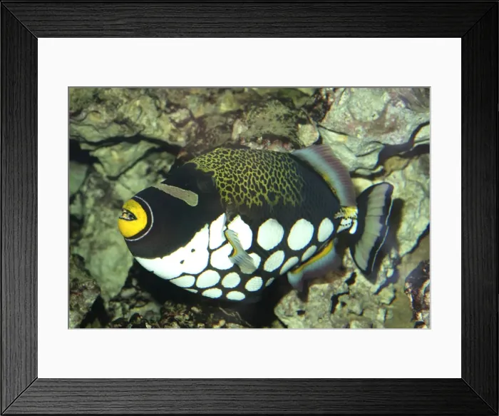 Framed Print : White-blotched Triggerfish- widespread among shallow coral reefs, Indo-Pacific coasts Framed Print : White-blotched Triggerfish- widespread among shallow coral reefs, Indo-Pacific coasts