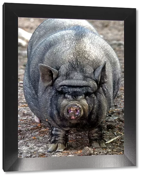 Pot- bellied Pig