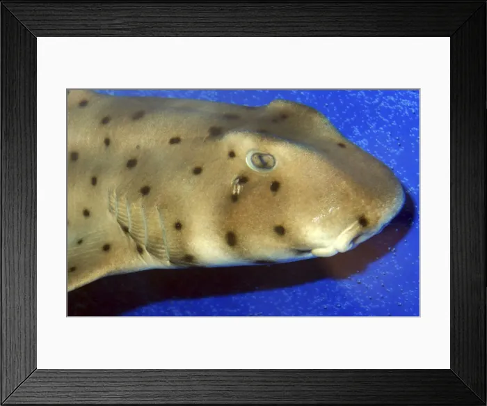 Framed Print : Port Jackson Shark, western Pacific and south Australian waters Framed Print : Port Jackson Shark, western Pacific and south Australian waters