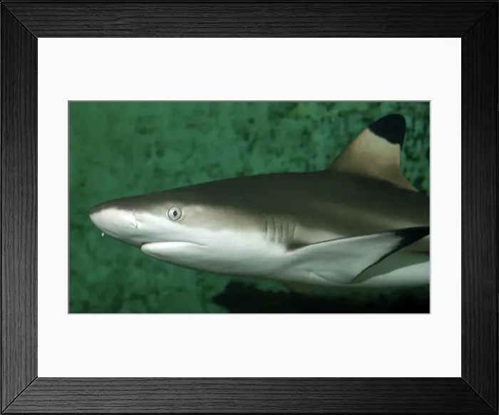 Framed Print : Black Tipped Reef Shark- Indo Pacific Framed Print : Black Tipped Reef Shark- Indo Pacific