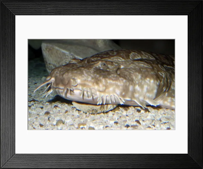 Framed Print : Northern Wobbegong Shark. Western Central Pacific and Australian waters Framed Print : Northern Wobbegong Shark. Western Central Pacific and Australian waters