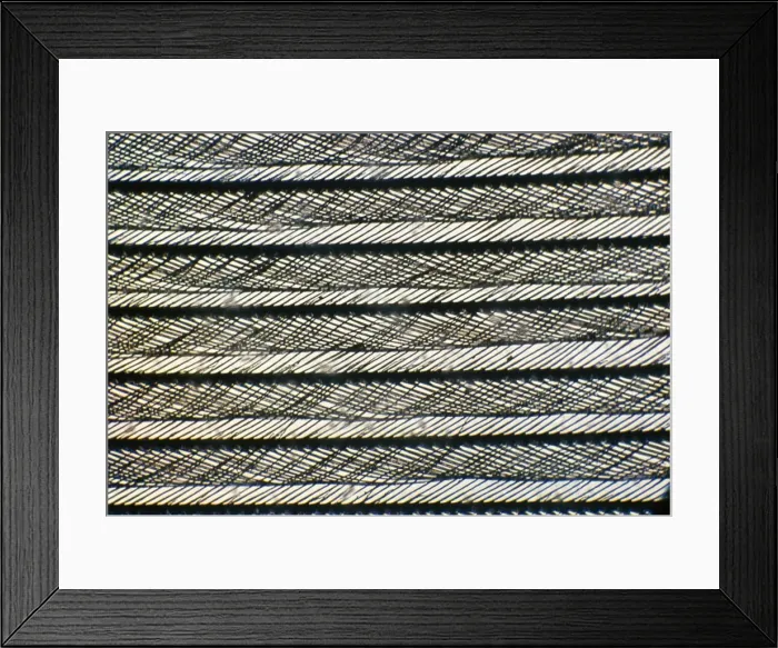 Framed Print : Duck Feather Close-up