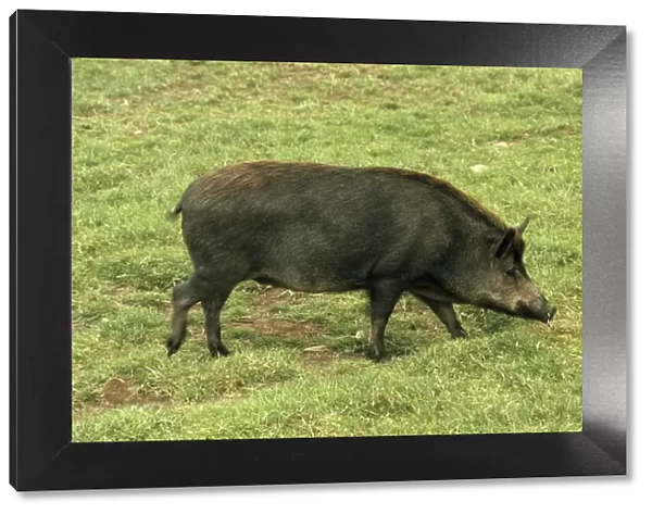 Iron Age Pig - hybrid, crossbreed. Wild Boar cross-bred with Tamworth